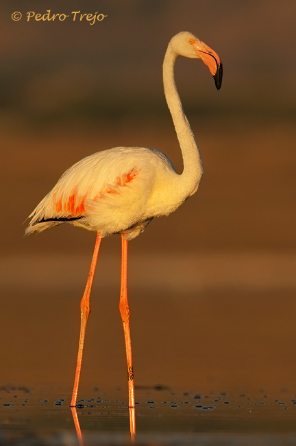 Flamenco (Phoenicopterus ruber)